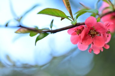 Güzel bahar çiçekleri, doğa arka planı.