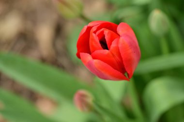 Bahçede büyüyen güzel lale çiçeği