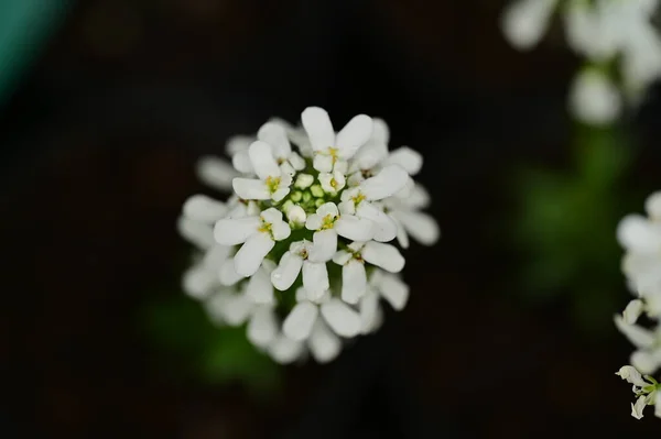 Flori Frumoase Creștere Grădină — Fotografie, imagine de stoc