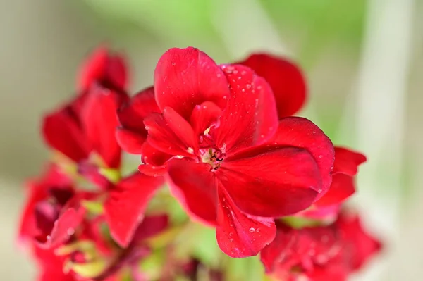 Gyönyörű Virágok Nőnek Kertben — Stock Fotó