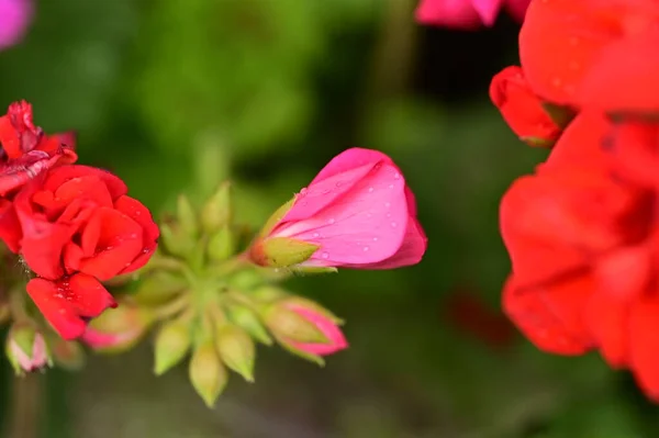 Schöne Blumen Die Garten Wachsen — Stockfoto