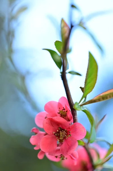 stock image beautiful  spring flowers blossom, nature background