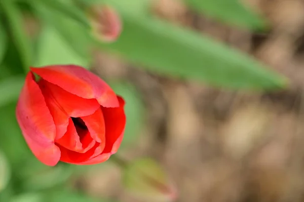 Όμορφη Τουλίπα Λουλούδι Που Αναπτύσσεται Στον Κήπο — Φωτογραφία Αρχείου