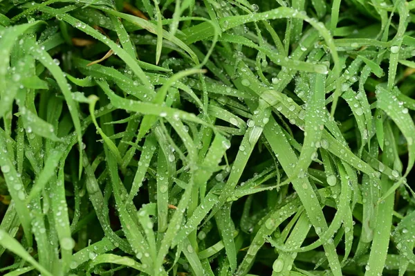 Zelené Listy Kapkami Vody Zahradě — Stock fotografie