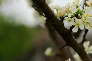 Güzel bahar çiçekleri, doğa arka planı.