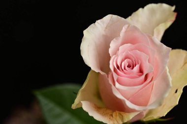 Güzel gül çiçeğine yaklaş