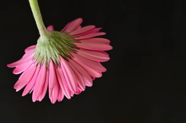 güzel gerbera çiçek yakın çekim