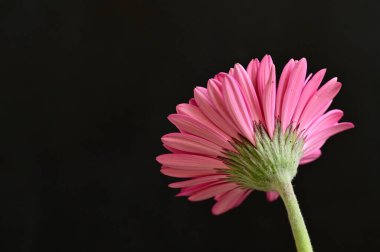 güzel gerbera çiçek yakın çekim