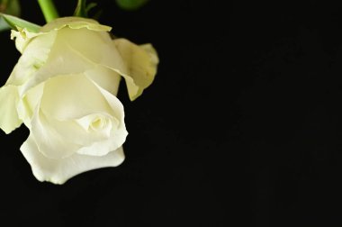 Güzel gül çiçeğine yaklaş