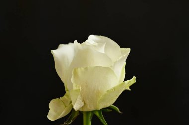 Güzel gül çiçeğine yaklaş