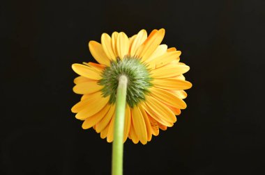 güzel gerbera çiçek yakın çekim