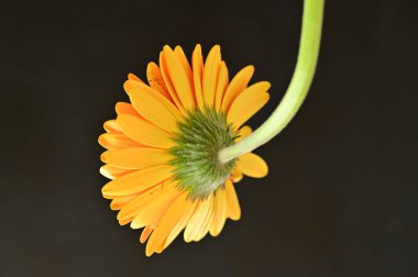 güzel gerbera çiçek yakın çekim