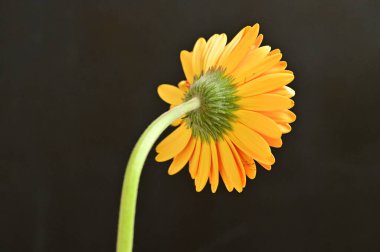 güzel gerbera çiçek yakın çekim