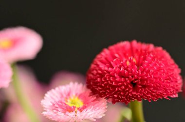 beautiful   flowers on black 