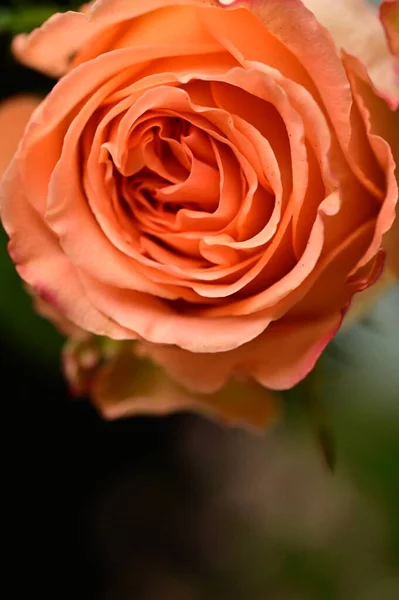 Крупным Планом Красивый Цветок Розы — стоковое фото