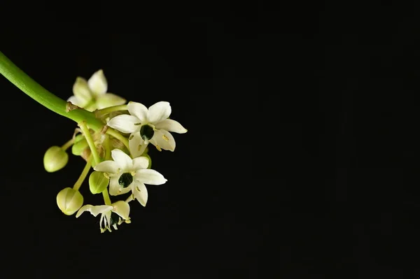 Közel Gyönyörű Virág — Stock Fotó
