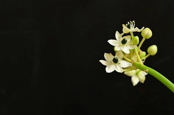 Güzel Çiçeğe Yaklaş — Stok fotoğraf