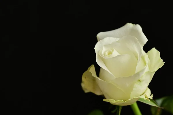 Close Bela Rosa Flor — Fotografia de Stock