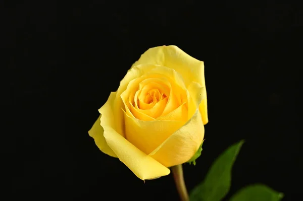 Nahaufnahme Der Schönen Rosenblüte — Stockfoto