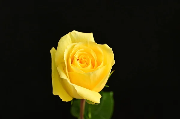 Close Bela Rosa Flor — Fotografia de Stock