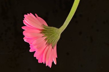 Siyah arka planda güzel pembe gerbera çiçeği