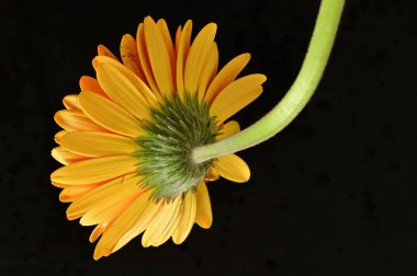 güzel sarı gerbera çiçeği siyah arkaplanda