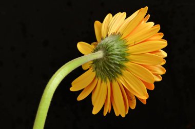 güzel sarı gerbera çiçeği siyah arkaplanda