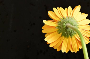 güzel sarı gerbera çiçeği siyah arkaplanda