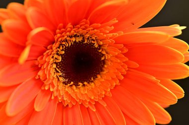 güzel turuncu gerbera çiçeği siyah arkaplanda