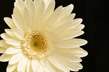 güzel beyaz gerbera çiçeği siyah arkaplanda