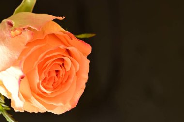 güzel turuncu gül siyah arkaplanda