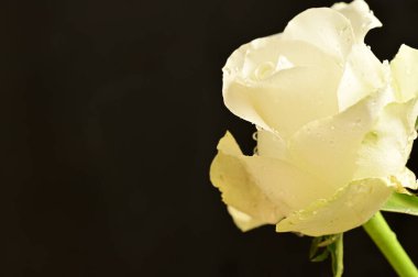 Siyah arkaplanda güzel beyaz bir gül