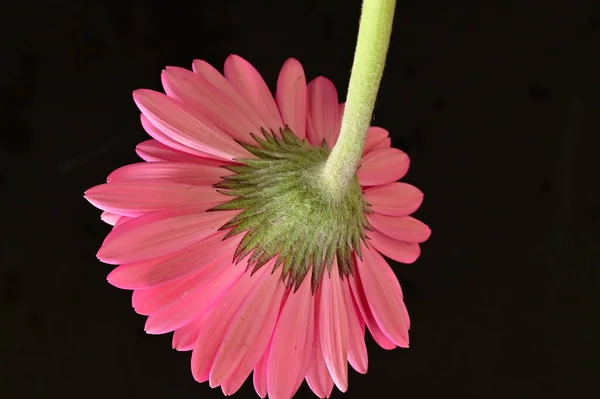 黒を背景に美しいピンクのガーベラの花 — ストック写真