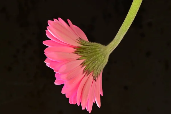 Siyah Arka Planda Güzel Pembe Gerbera Çiçeği — Stok fotoğraf