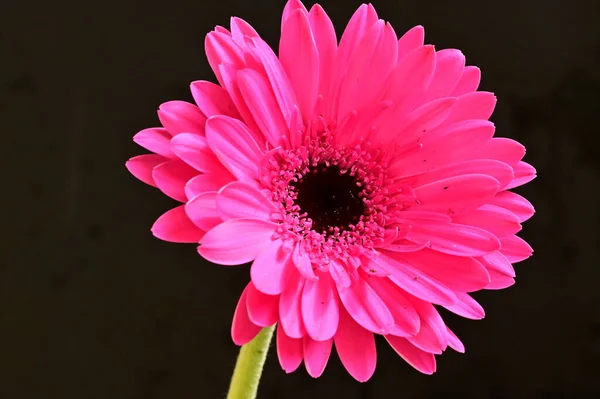 Mooie Roze Gerbera Bloem Zwarte Achtergrond — Stockfoto