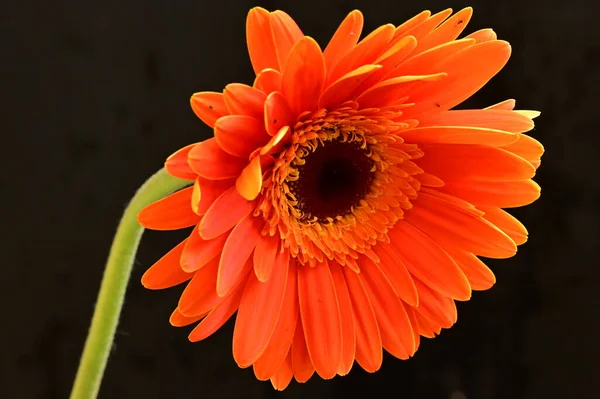 黒を背景に美しいオレンジ色のガーベラの花 — ストック写真