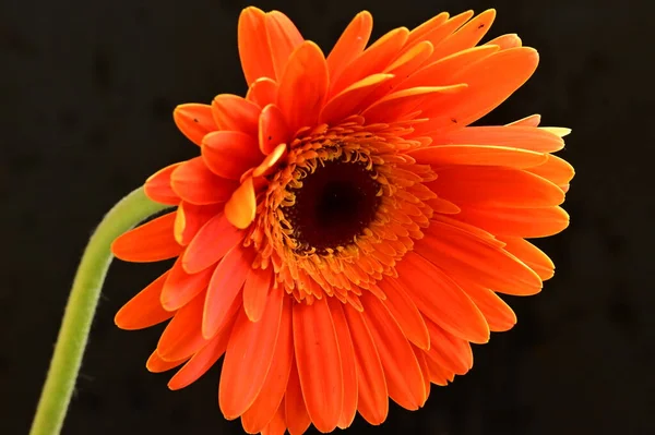 黒を背景に美しいオレンジ色のガーベラの花 — ストック写真