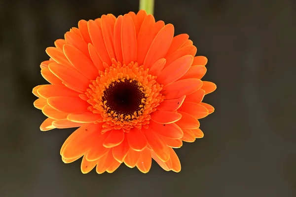 Piękny Pomarańczowy Gerbera Kwiat Czarnym Tle — Zdjęcie stockowe