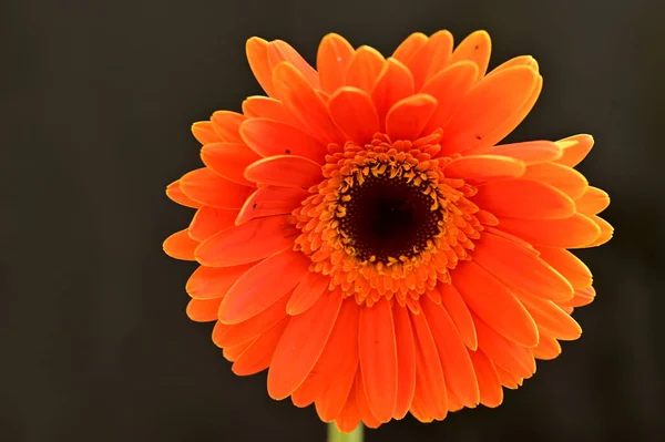 Красива Помаранчева Квітка Гербери Чорному Тлі — стокове фото