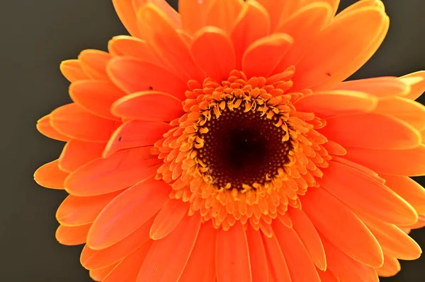 Belle Fleur Gerbera Orange Sur Fond Noir — Photo