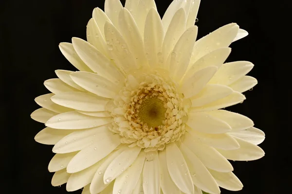Schöne Weiße Gerbera Blume Auf Schwarzem Hintergrund — Stockfoto