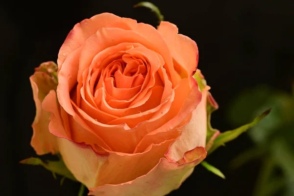 Piękna Pomarańczowa Róża Czarnym Tle — Zdjęcie stockowe