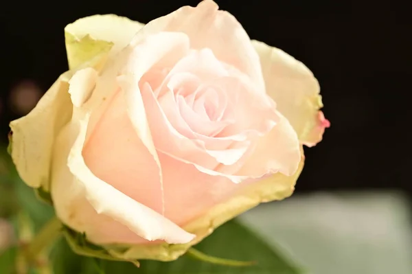 Piękna Biała Róża Czarnym Tle — Zdjęcie stockowe