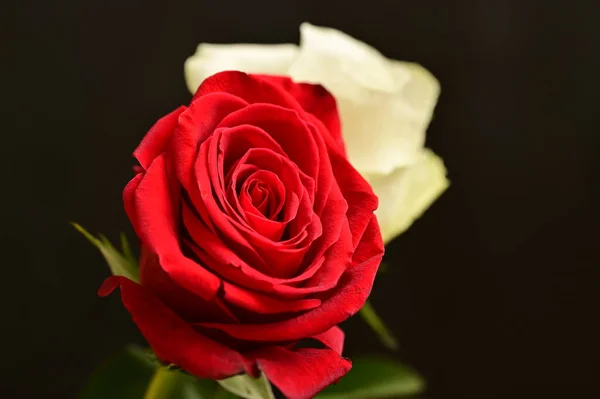 Krásné Bílé Červené Růže Černém Pozadí — Stock fotografie