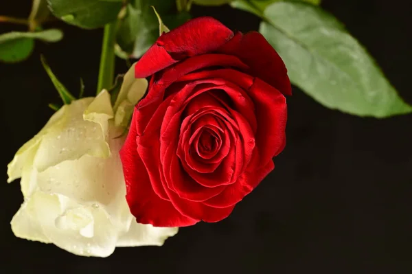 Красивые Белые Красные Розы Черном Фоне — стоковое фото