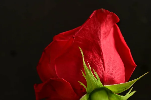 Krásná Červená Růže Tmavém Pozadí — Stock fotografie