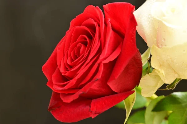 Bellissime Rose Bianche Rosse Sfondo Nero — Foto Stock