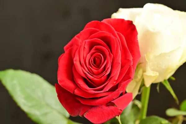 Güzel Beyaz Kırmızı Güller Siyah Arkaplanda — Stok fotoğraf