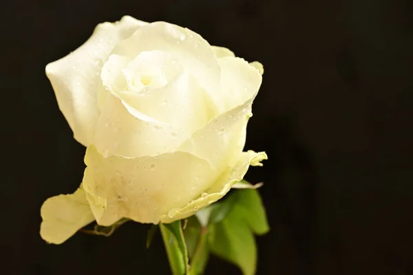 美しい白いバラが黒を背景に — ストック写真