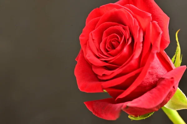 Schöne Rote Rose Auf Dunklem Hintergrund — Stockfoto